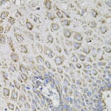 Immunohistochemistry - Anti-SPR Antibody (A7928) - Antibodies.com