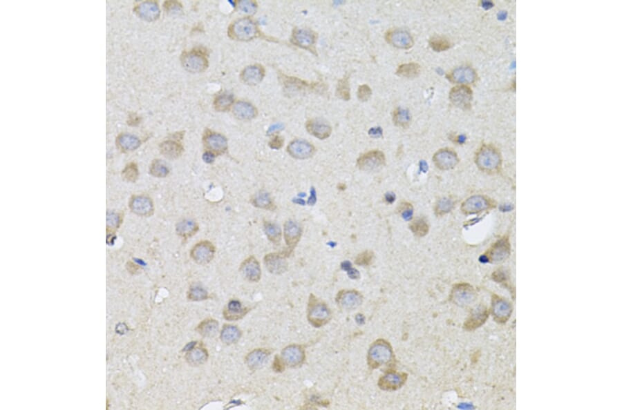 Immunohistochemistry - Anti-SPR Antibody (A7928) - Antibodies.com