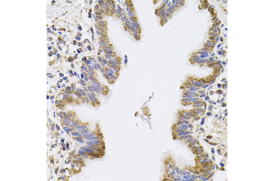 Immunohistochemistry - Anti-SPR Antibody (A7928) - Antibodies.com