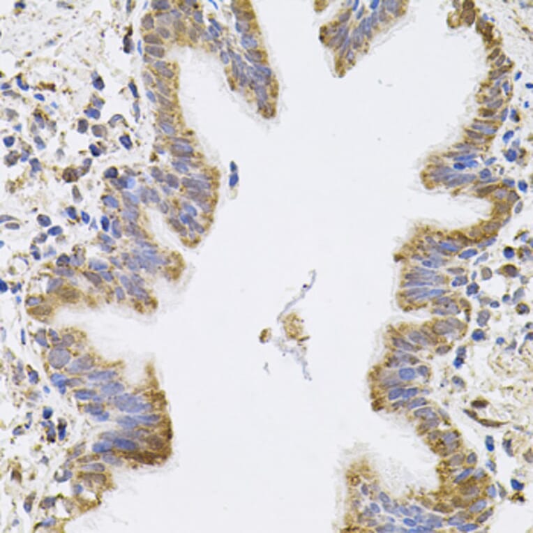 Immunohistochemistry - Anti-SPR Antibody (A7928) - Antibodies.com
