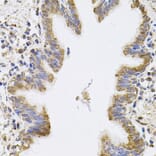 Immunohistochemistry - Anti-SPR Antibody (A7928) - Antibodies.com