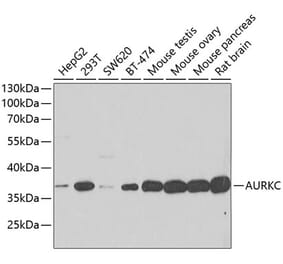 Western Blot - Anti-IPL-1/STK13/Aurora C Antibody (A15982) - Antibodies.com