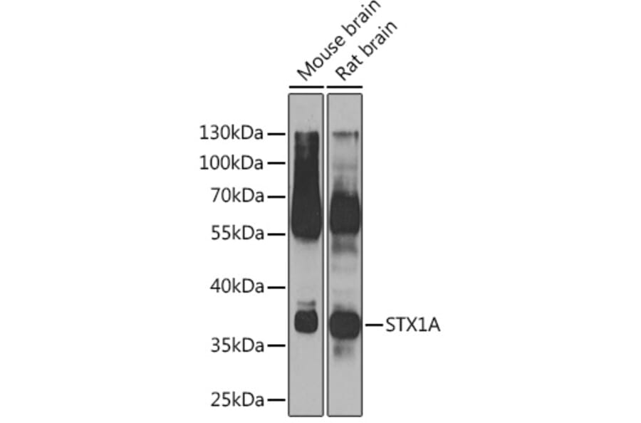 Western Blot - Anti-Syntaxin 1a Antibody (A15983) - Antibodies.com