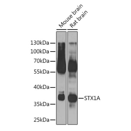 Western Blot - Anti-Syntaxin 1a Antibody (A15983) - Antibodies.com