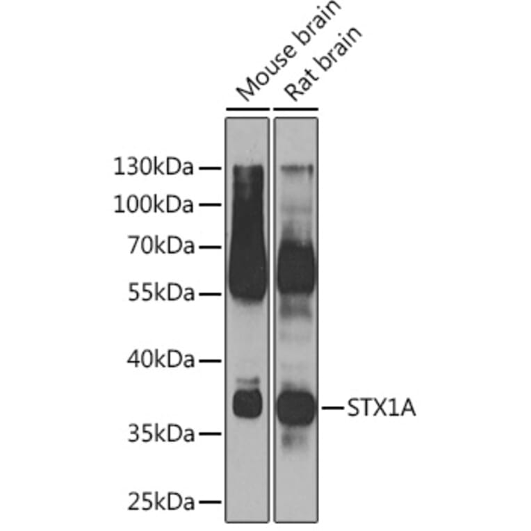 Western Blot - Anti-Syntaxin 1a Antibody (A15983) - Antibodies.com