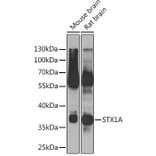 Western Blot - Anti-Syntaxin 1a Antibody (A15983) - Antibodies.com