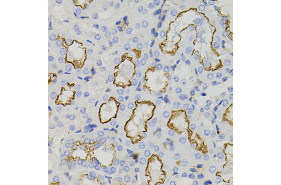 Immunohistochemistry - Anti-Syntaxin 1a Antibody (A15983) - Antibodies.com