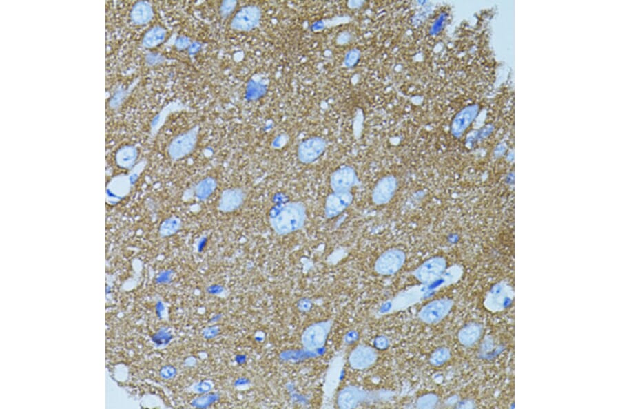 Immunohistochemistry - Anti-Syntaxin 1a Antibody (A15983) - Antibodies.com