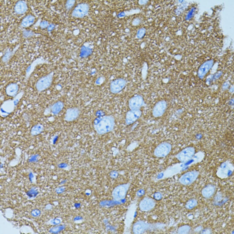 Immunohistochemistry - Anti-Syntaxin 1a Antibody (A15983) - Antibodies.com