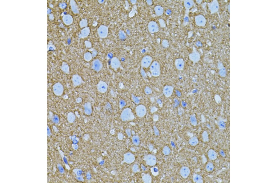 Immunohistochemistry - Anti-Syntaxin 1a Antibody (A15983) - Antibodies.com