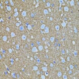 Immunohistochemistry - Anti-Syntaxin 1a Antibody (A15983) - Antibodies.com