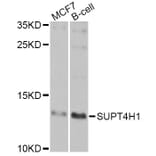 Western Blot - Anti-SUPT4H1 Antibody (A7933) - Antibodies.com
