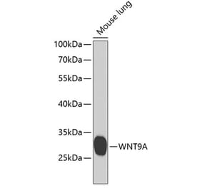 Western Blot - Anti-Wnt9a Antibody (A15988) - Antibodies.com