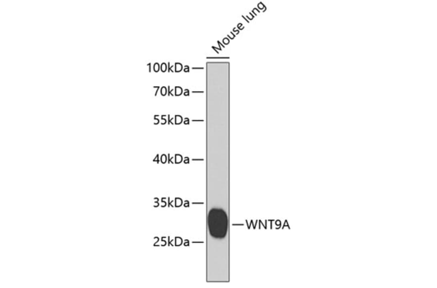 Western Blot - Anti-Wnt9a Antibody (A15988) - Antibodies.com