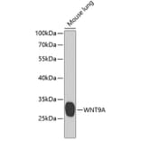 Western Blot - Anti-Wnt9a Antibody (A15988) - Antibodies.com
