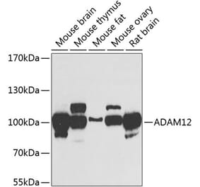 Western Blot - Anti-ADAM12 Antibody (A15989) - Antibodies.com