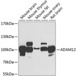Western Blot - Anti-ADAM12 Antibody (A15989) - Antibodies.com