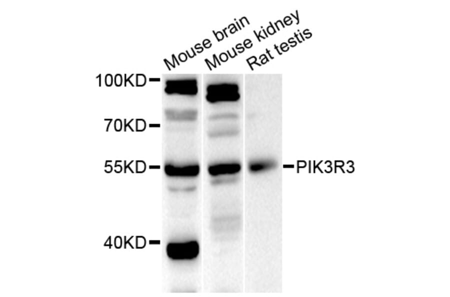 Western Blot - Anti-PIK3R3 Antibody (A7942) - Antibodies.com
