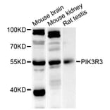 Western Blot - Anti-PIK3R3 Antibody (A7942) - Antibodies.com