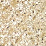 Immunohistochemistry - Anti-PIK3R3 Antibody (A7942) - Antibodies.com