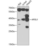 Western Blot - Anti-APOL1 Antibody (A7943) - Antibodies.com