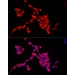 Immunofluorescence - Anti-IRS2 Antibody (A15994) - Antibodies.com