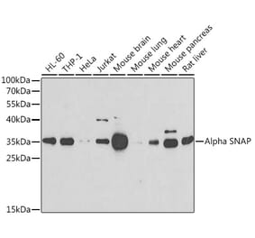 Western Blot - Anti-alpha SNAP Antibody (A15995) - Antibodies.com