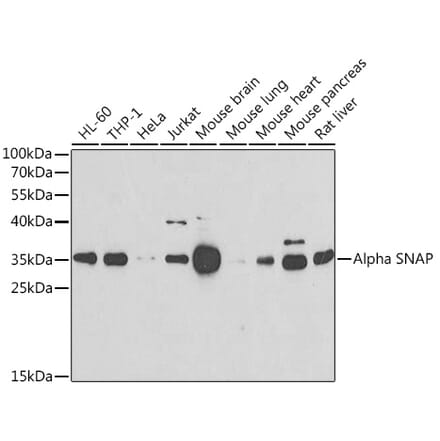 Western Blot - Anti-alpha SNAP Antibody (A15995) - Antibodies.com