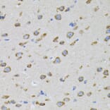 Immunohistochemistry - Anti-alpha SNAP Antibody (A15995) - Antibodies.com