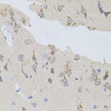 Immunohistochemistry - Anti-alpha SNAP Antibody (A15995) - Antibodies.com