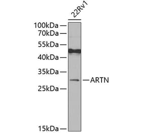 Western Blot - Anti-Artemin Antibody (A15997) - Antibodies.com