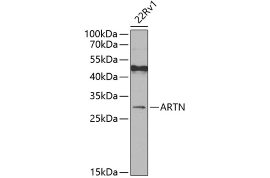 Western Blot - Anti-Artemin Antibody (A15997) - Antibodies.com