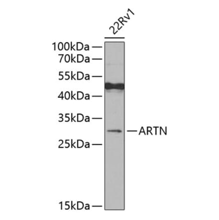 Western Blot - Anti-Artemin Antibody (A15997) - Antibodies.com