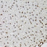Immunohistochemistry - Anti-KDM4A/JHDM3A/JMJD2A Antibody (A16001) - Antibodies.com