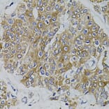 Immunohistochemistry - Anti-PDZ-RhoGEF Antibody (A16002) - Antibodies.com