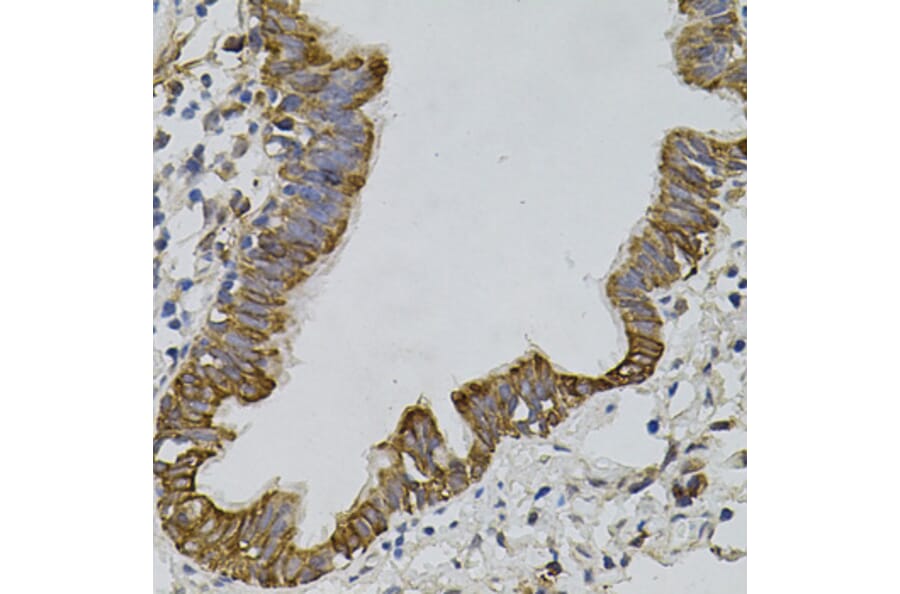 Immunohistochemistry - Anti-PDZ-RhoGEF Antibody (A16002) - Antibodies.com