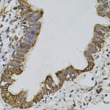 Immunohistochemistry - Anti-PDZ-RhoGEF Antibody (A16002) - Antibodies.com