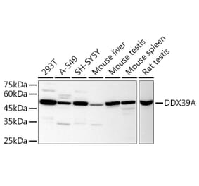 Western Blot - Anti-DDX39 Antibody (A16003) - Antibodies.com