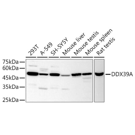 Western Blot - Anti-DDX39 Antibody (A16003) - Antibodies.com