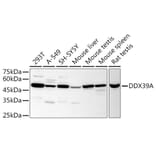 Western Blot - Anti-DDX39 Antibody (A16003) - Antibodies.com