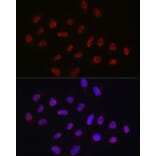 Immunofluorescence - Anti-DDX39 Antibody (A16003) - Antibodies.com
