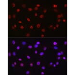 Immunofluorescence - Anti-DDX39 Antibody (A16003) - Antibodies.com