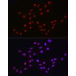 Immunofluorescence - Anti-DDX39 Antibody (A16003) - Antibodies.com