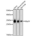 Western Blot - Anti-ERP29 Antibody (A16004) - Antibodies.com