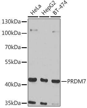 Western blot analysis of extracts of various cell lines, using Anti-PRDM7 Antibody (A7961) at 1:1,000 dilution.
Secondary antibody: Goat Anti-Rabbit IgG (H+L) (HRP) (AS014) at 1:10,000 dilution.
Lysates / proteins: 25µg per lane.
Blocking buffer: 3% non-fat dry milk in TBST.
Detection: ECL Enhanced Kit (RM00021).
Exposure time: 30s.