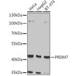 Western Blot - Anti-PRDM7 Antibody (A16005) - Antibodies.com