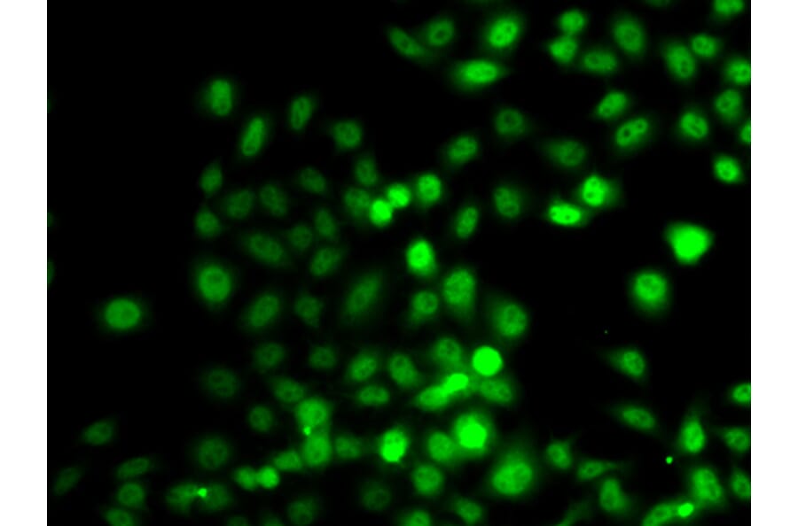 Immunofluorescence - Anti-PRDM7 Antibody (A16005) - Antibodies.com