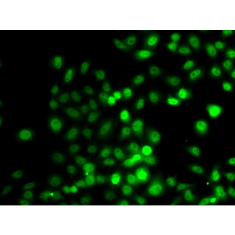Immunofluorescence - Anti-PRDM7 Antibody (A16005) - Antibodies.com