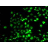 Immunofluorescence - Anti-PRDM7 Antibody (A16005) - Antibodies.com