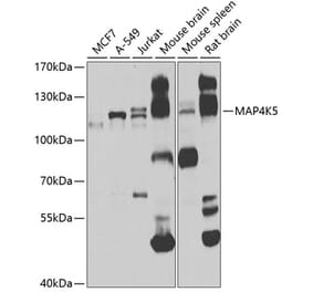 Western Blot - Anti-MAP4K5 Antibody (A16006) - Antibodies.com